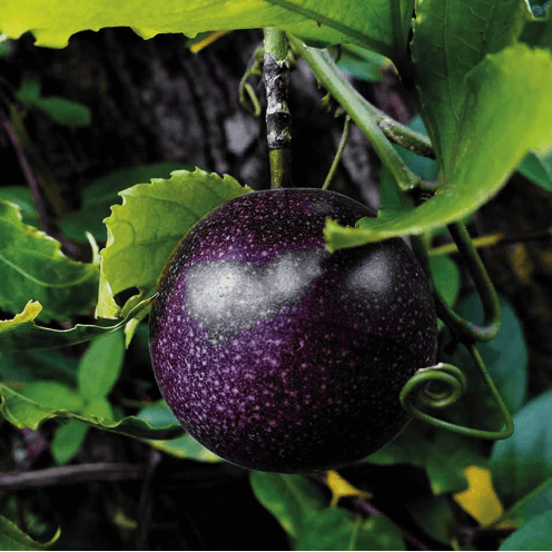Black Passion Seeds