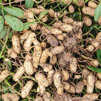 Black Peanut Seeds