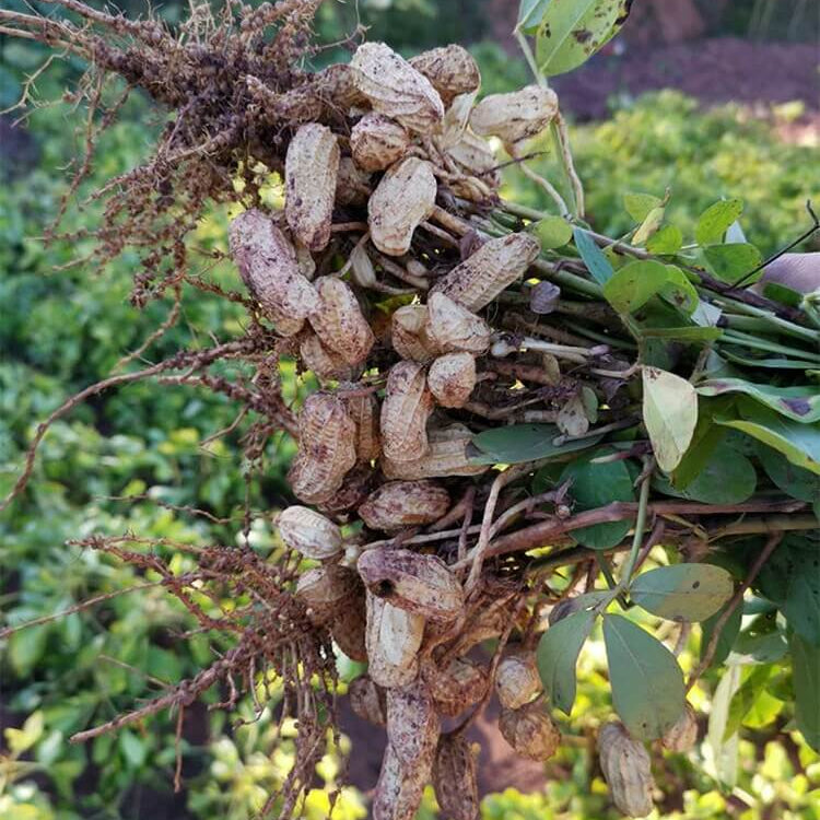 Black Peanut Seeds