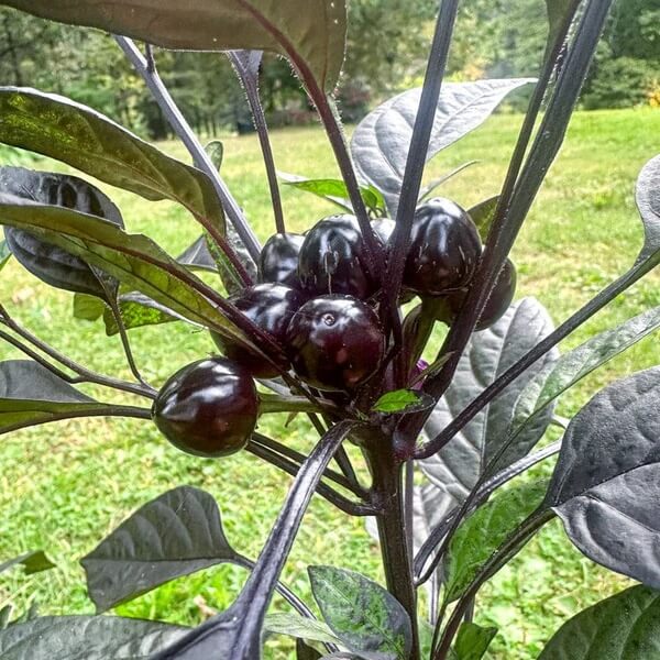 Black Pearl Pepper Seeds- Vegetable Plant