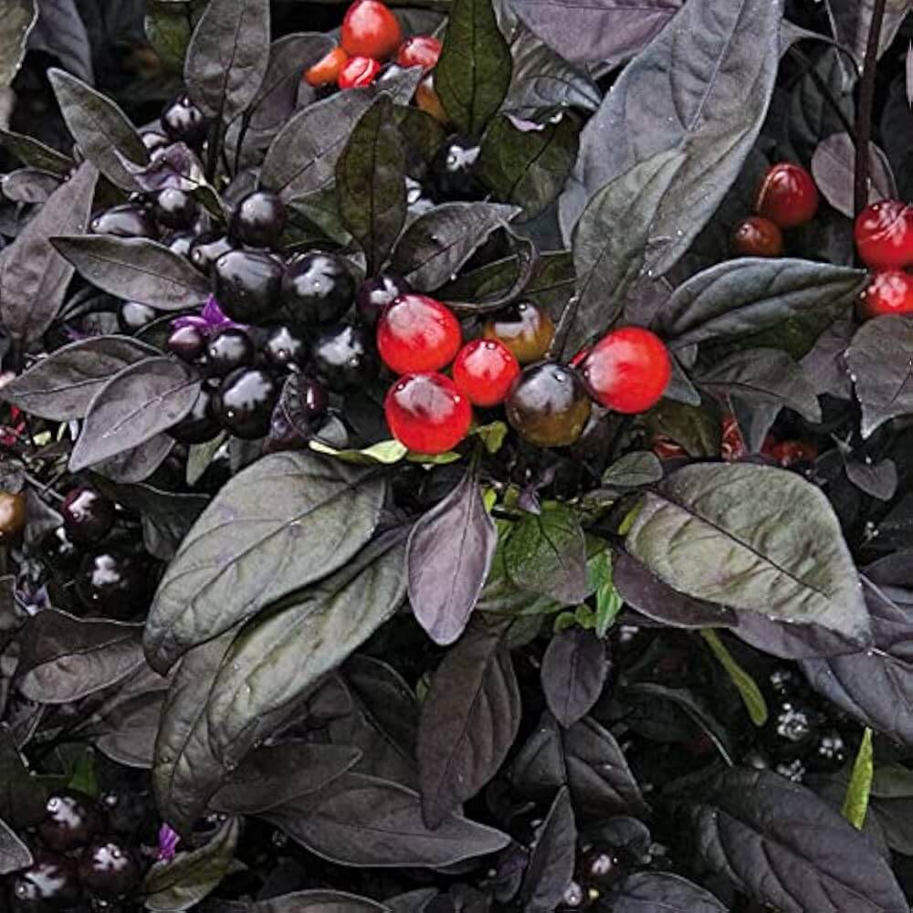 Black Pearl Pepper Seeds- Vegetable Plant