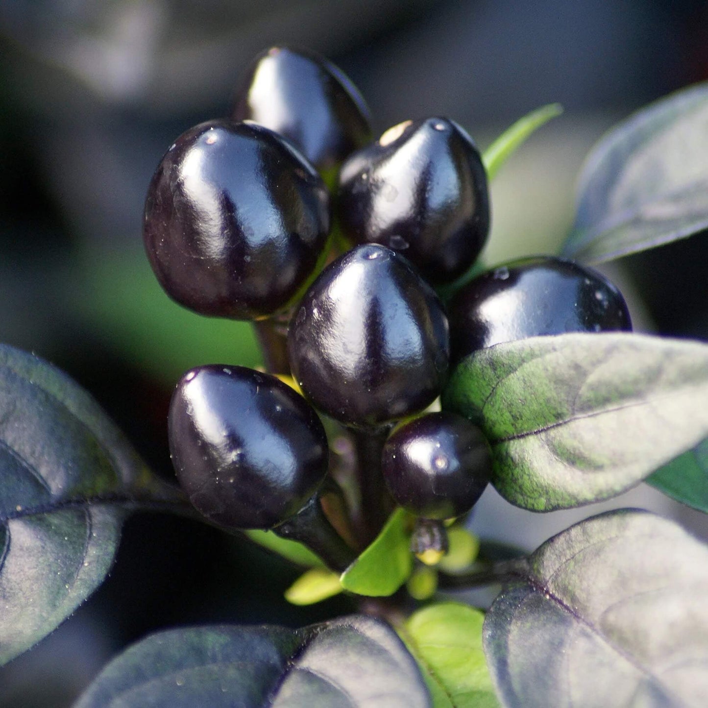 Black Pearl Pepper Seeds- Vegetable Plant