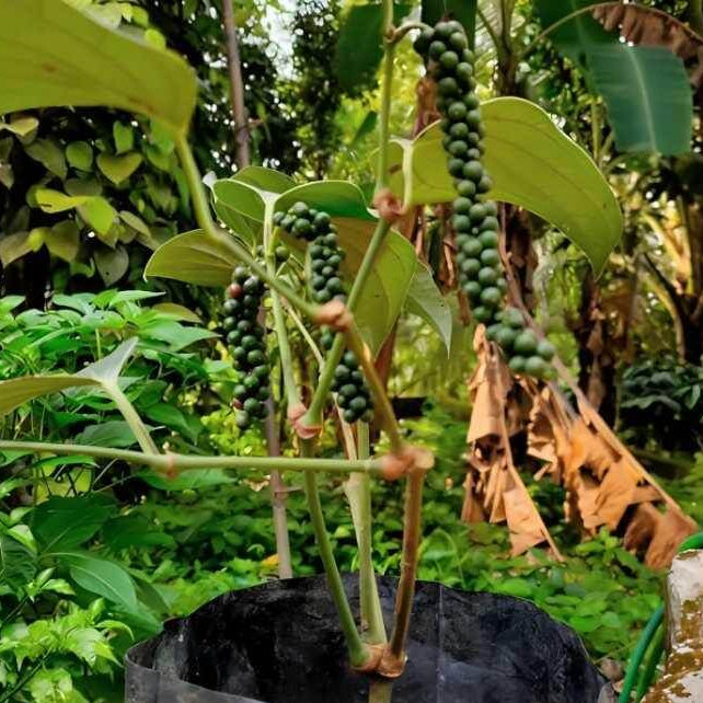 Black Pepper Seeds For Planting