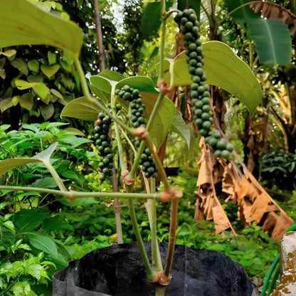 Black Pepper Seeds For Planting