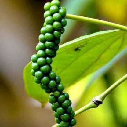 Black Pepper Seeds For Planting