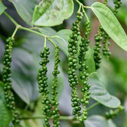 Black Pepper Seeds For Planting