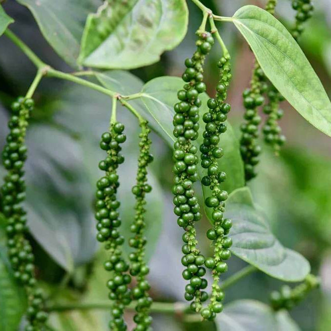 Black Peppercorn Seeds