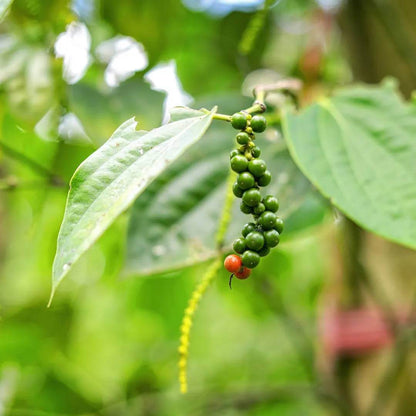 Black Peppercorn Seeds