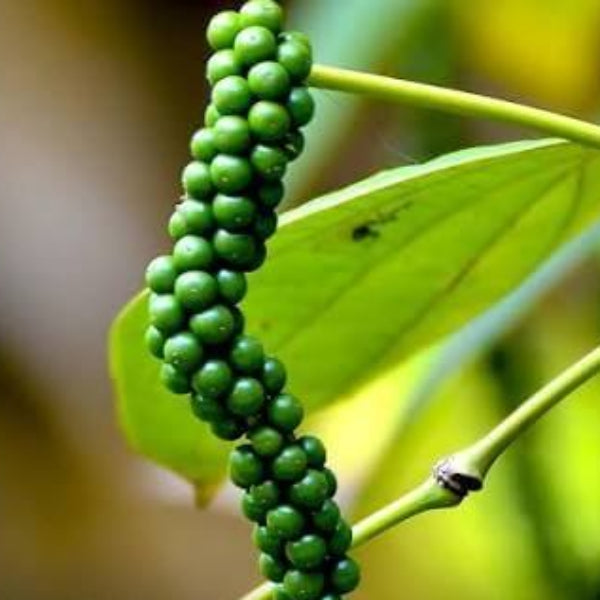 Black Peppercorn Seeds