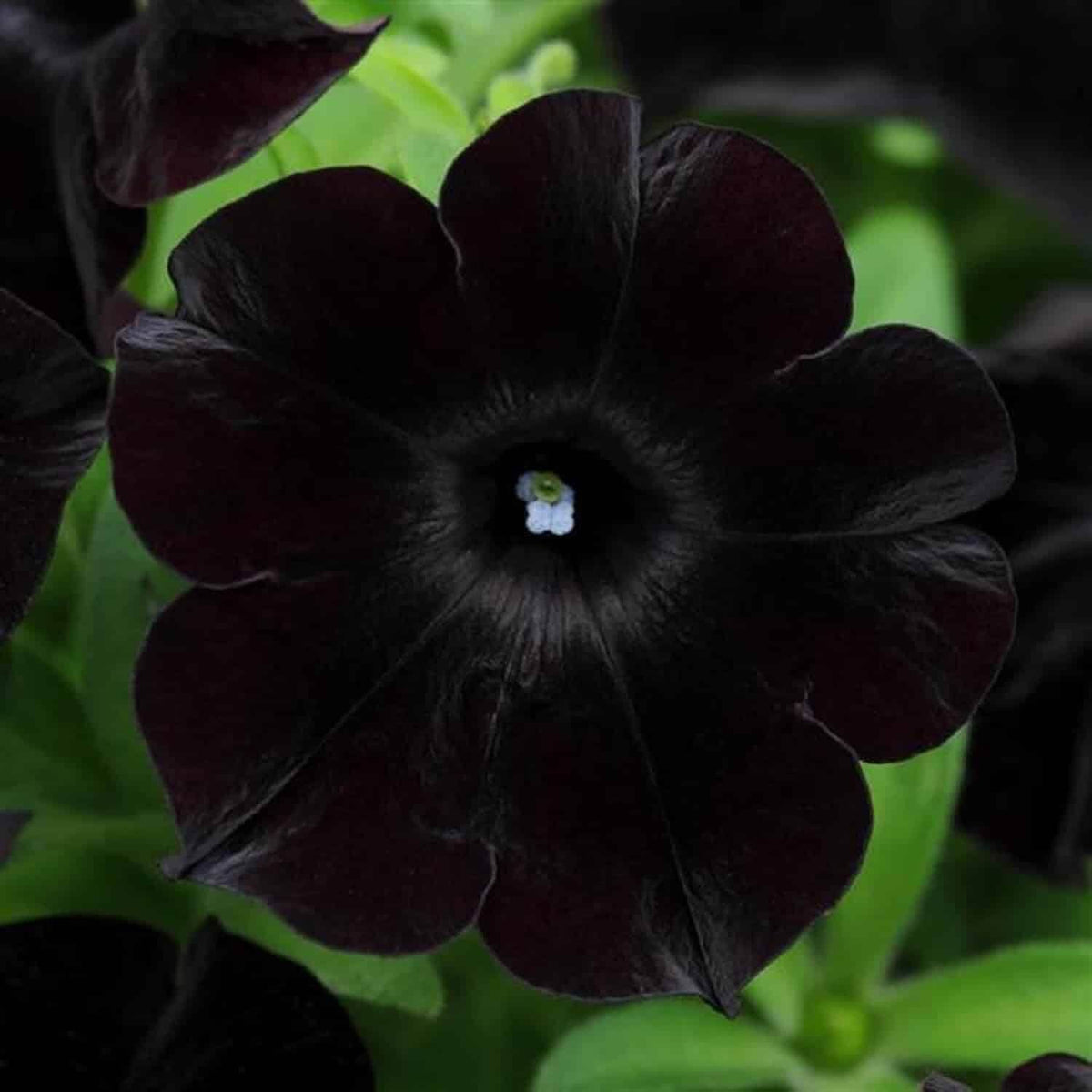 Black Petunia Seeds 
