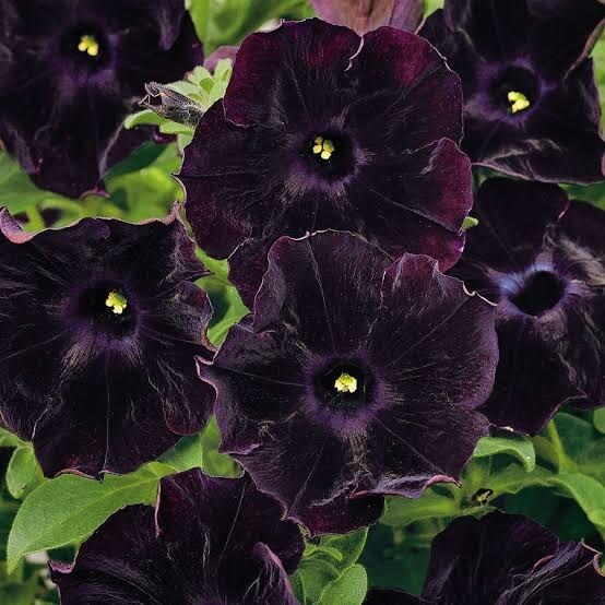 Black Petunia Seeds 