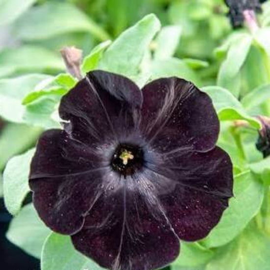 Black Petunia Seeds 