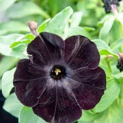 Black Petunia Seeds 