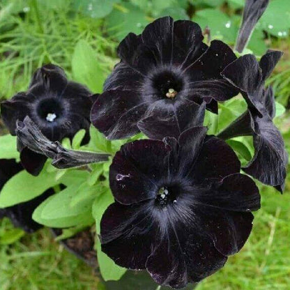 Black Petunia Seeds 