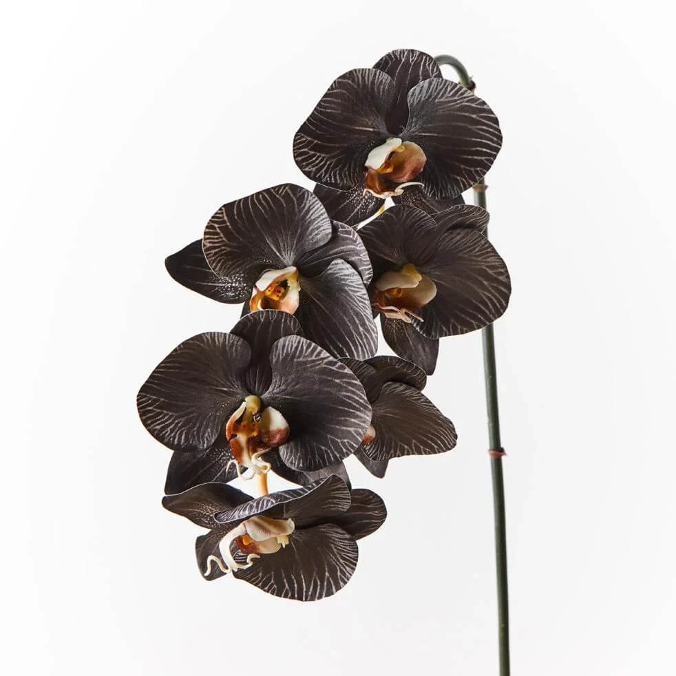 Black Phalaenopsis Orchid Seeds