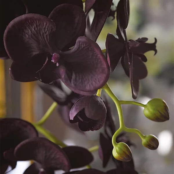 Black Phalaenopsis Orchid Seeds