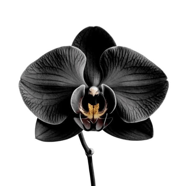 Black Phalaenopsis Orchid Seeds