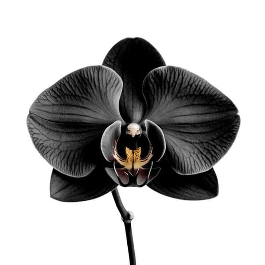 Black Phalaenopsis Orchid Seeds