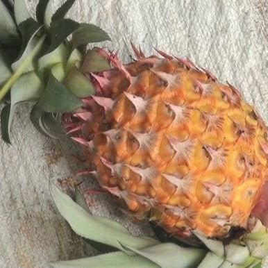 Black Pineapple Seeds