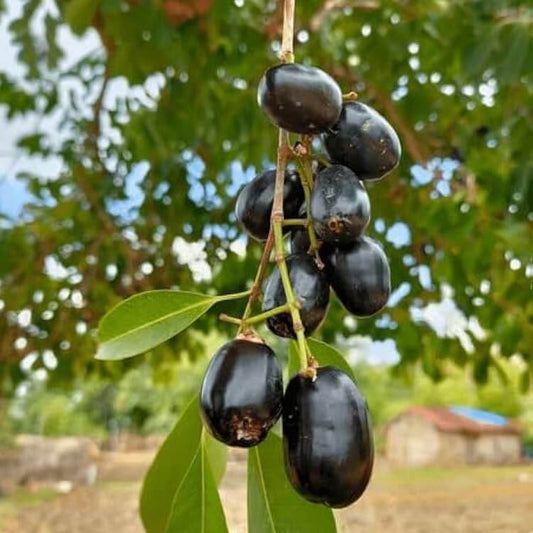 Black Plum Seeds - Fruit Plant for Home Gardens