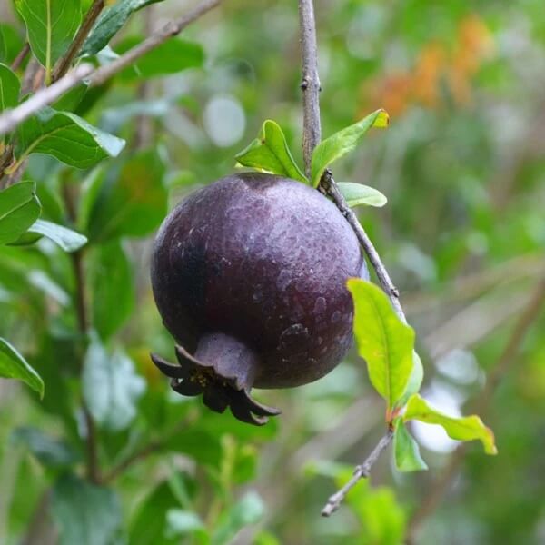 Black Pomegranate Seeds