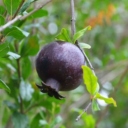 Black Pomegranate Seeds