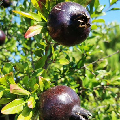 Black Pomegranate Seeds