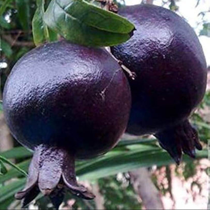 Black Pomegranate Seeds