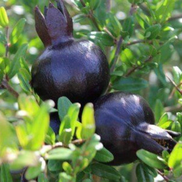 Black Pomegranate Seeds