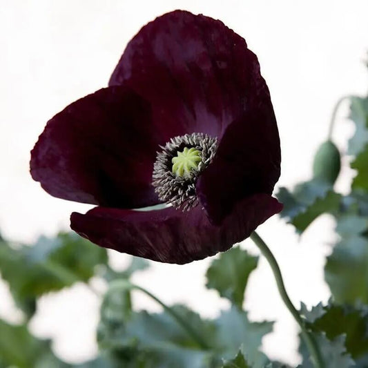 Black Poppy Seeds  - Flower Plant