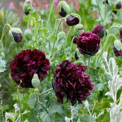 Black Poppy Seeds  - Flower Plant
