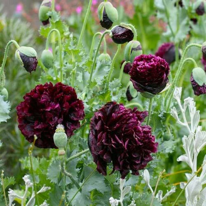 Black Poppy Seeds  - Flower Plant