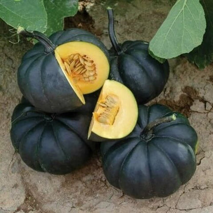 Black Pumpkin Seeds 