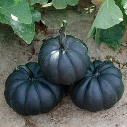 Black Pumpkin Seeds 