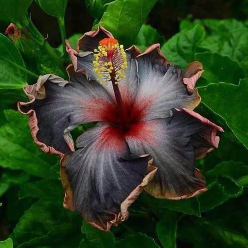 Black Rainbow Hibiscus Seeds