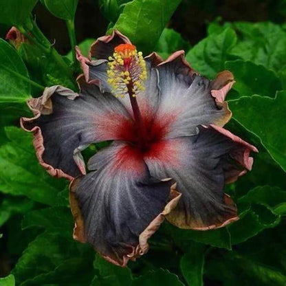 Black Rainbow Hibiscus Seeds