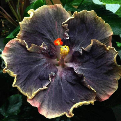 Black Rainbow Hibiscus Seeds