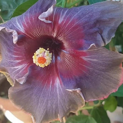 Black Rainbow Hibiscus Seeds
