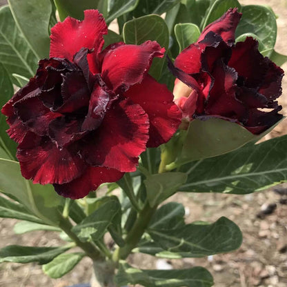 Black Red Desert Rose Seeds - Flower Plant