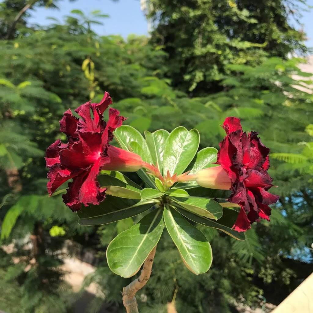 Black Red Desert Rose Seeds - Flower Plant