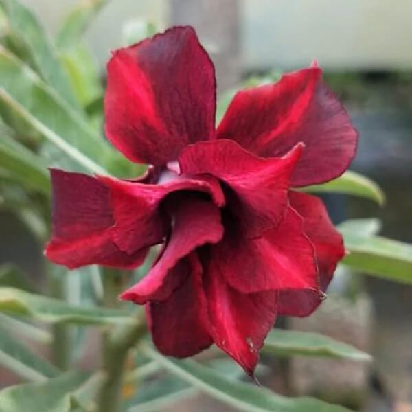 Black Red Desert Rose Seeds - Flower Plant