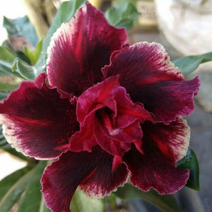 Black Red Desert Rose Seeds - Flower Plant