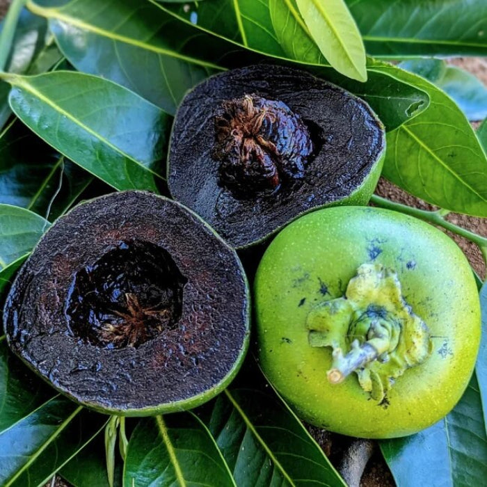 Black Sapote Seeds - Fruit Plant
