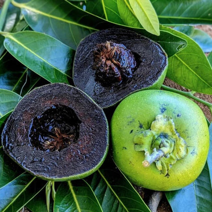 Black Sapote Seeds - Fruit Plant