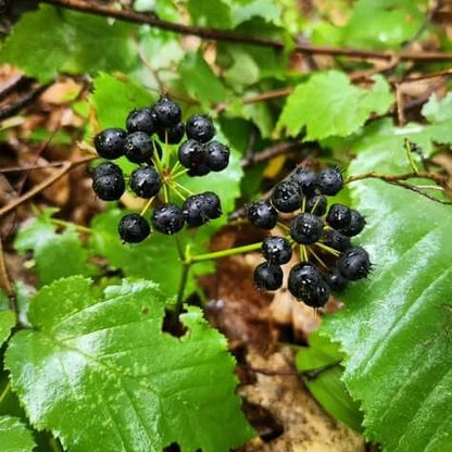 Black Sarsaparilla Seeds