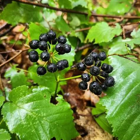 Black Sarsaparilla Seeds