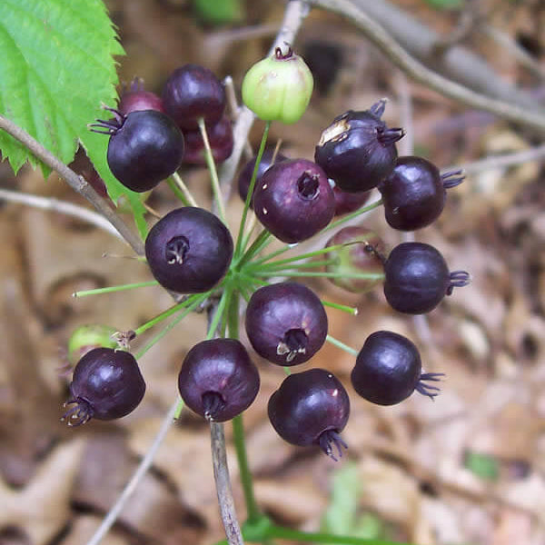 Black Sarsaparilla Seeds