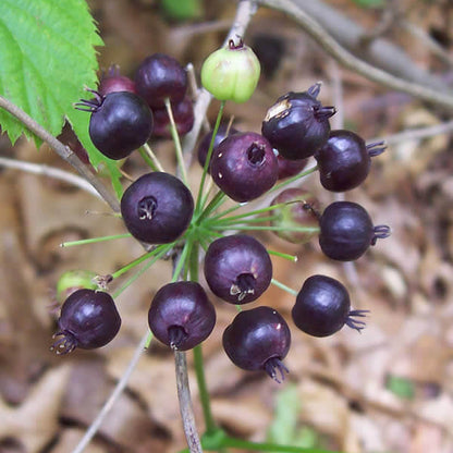 Black Sarsaparilla Seeds