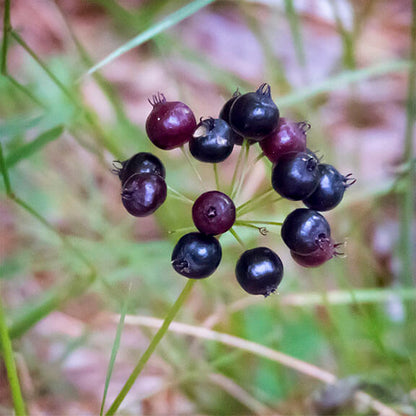 Black Sarsaparilla Seeds