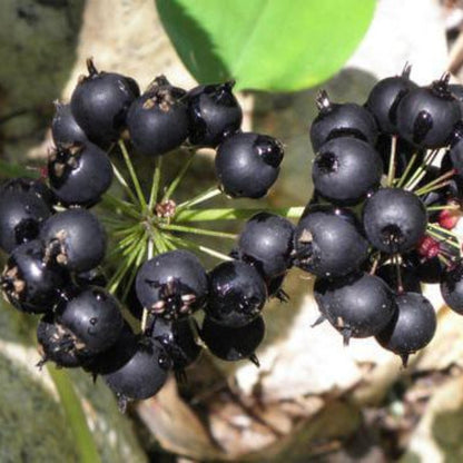 Black Sarsaparilla Seeds